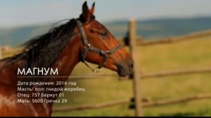 Кабардинские лошади. В конце репортаж "Аль-Джазиры" и "RT" о данной лошади для арабоязычных зрителе