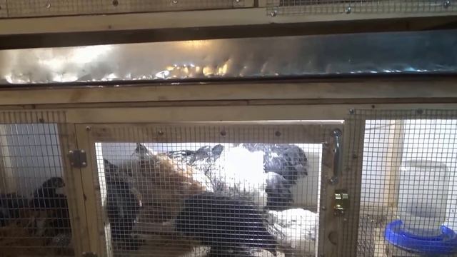 цыплята смотреть онлайн