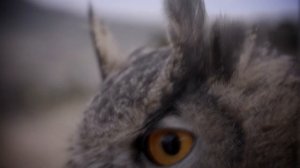 Эта вражда длится уже МИЛЛИОНЫ лет! Они истребляют друг друга при любой возможности!