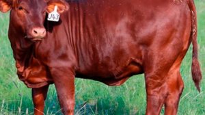 Разведение породы коров Санта-Гертруда как бизнес идея | Корова Санта Гертруда