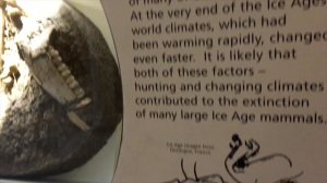 The Dinosaurs of  American Museum of Natural History, Newyork| virtual tour of NY museum