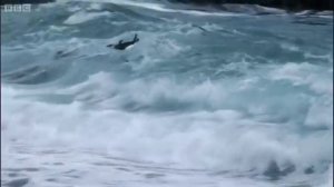 Royal "Pengwings" Penguins | Benedict Cumberbatch narrates South Pacific | BBC Earth