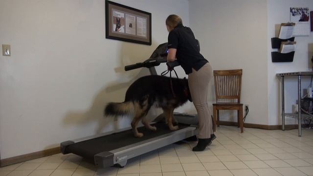 How to exercise a Neuman K-9 Academy graduate on the treadmill смотреть онлайн