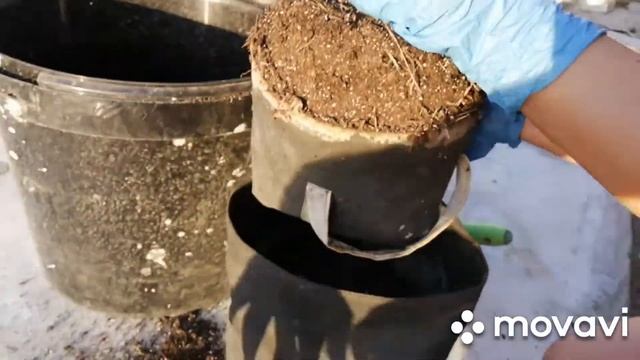 Барбарис пересадка на осень в горшки GrowNic #аутдор #гроубаг #перевалка смотреть онлайн