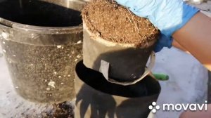 Барбарис пересадка на осень в горшки GrowNic #аутдор #гроубаг #перевалка