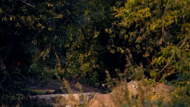 JEEP Wrangler: Тест-драйв в программе Москва рулит. смотреть онлайн