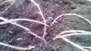 Укрытие лозы на дозревание в Сибири. Виноград Маршал Фош. 18 сентября 2021