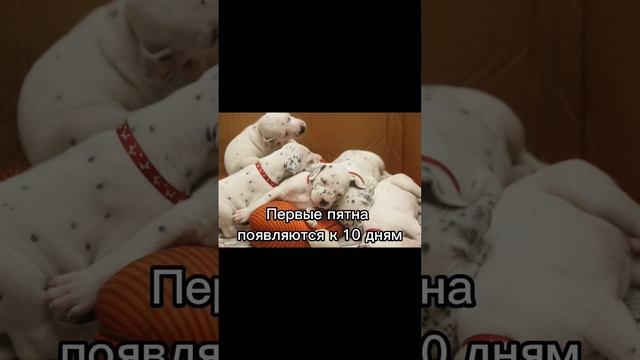 Интересные факты про собак, далматин | далматинцы | #животные #собака #питомцы #далматин #рек