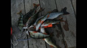 ЛОВЛЯ ЩУКИ ИЗ ПОД КОРЯГ И ПНЕЙ СПИННИНГ В ИЮЛЕ ЩУКА ОКУНЬ Вот это рыбалка Сколько тут щуки?