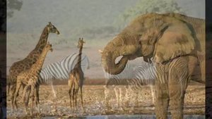 Изысканный бродит жираф