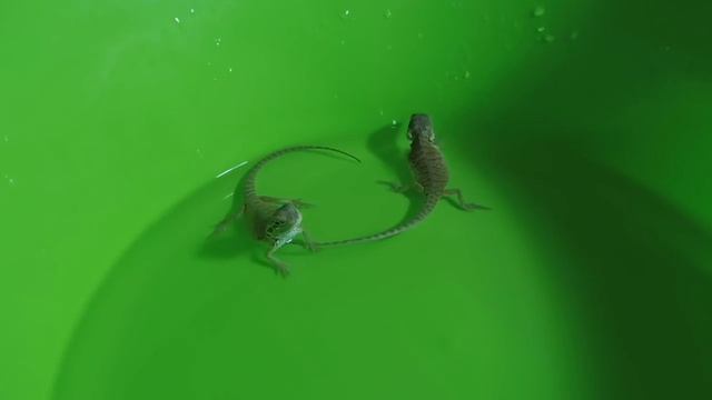 Как Я чуть не УБИЛА моих ДРАКОНОВ / Ждём НОВОГО питомца / Бородатая агама кормление , содержание смотреть онлайн