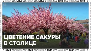 Сезон цветения сакуры стартовал в столичном регионе - Москва 24