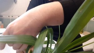 ЩИТОВКА НА ЮККЕ/ МЕТОДЫ БОРЬБЫ СО ЩИТОВКОЙ/ПОЛЕЗНОЕ ВИДЕО