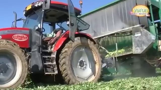 Промышленное выращивание черешкового сельдерея (Израиль)
