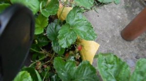 Клубника в покрышках