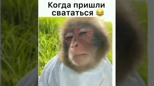 Когда пришли свататься