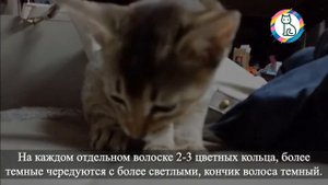 Абиссинская кошка