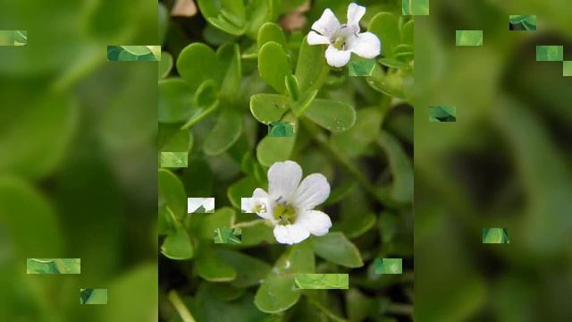 நீர் பிரம்மி, bacopa monnieri, பிரம்மி, சரஸ்வதி, சாம்பிராணி செட்டு, வீட்டு மருத்துவம் смотреть онлайн