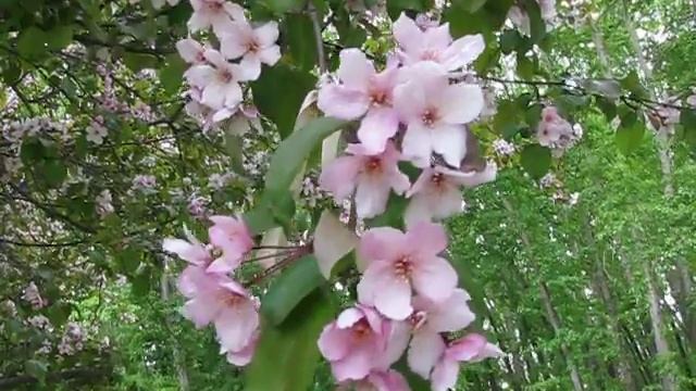 ветка розовой яблони смотреть онлайн