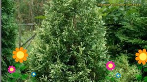 Туя западная Сильвер Смарагд. Краткий обзор, описание thuja occidentalis Silver Smaragd