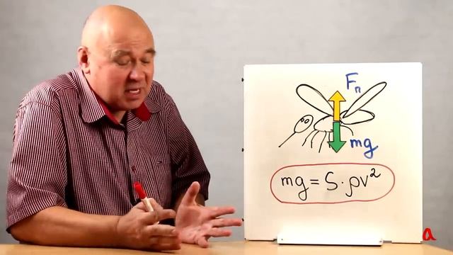 С какой частотой машет крыльями комар? смотреть онлайн