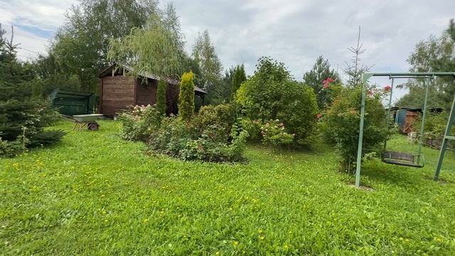 26-08-2023 Мой сад в августе. Мои розы. смотреть онлайн