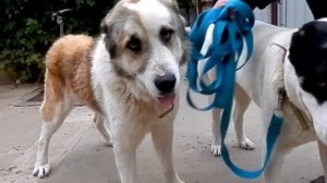 Огромные Алабаи. Huge Alabai. Среднеазиатская овчарка.