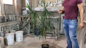 Прививка дрелью, почему не работает. Обрезка деревьев