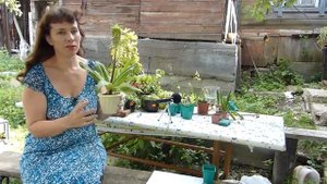 Эукомис - экзотическое луковичное растение. Агротехника Как хранить зимой Эукомис Читайте в описани
