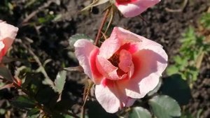 РОЗА Фо Ю Айс Онли (For Your Eyes Only) и РОЗА ФРЕЗИЯ (Friesia) 22 октября 2021 года.