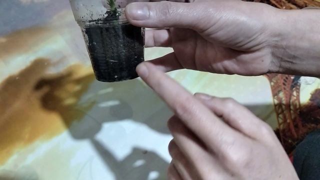 Пеларгония. Marbacka Tulpan. показываю укорененный черенок. смотреть онлайн