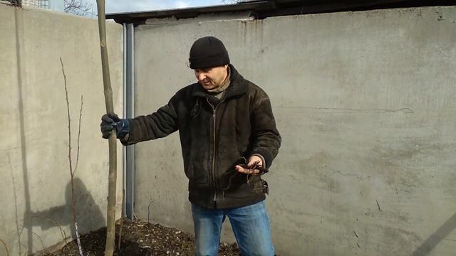 Павловния