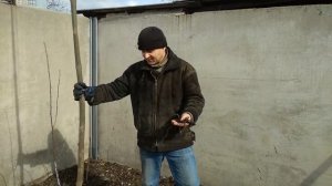 Павловния