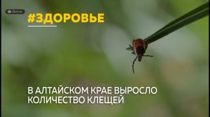 В Алтайском крае выросло число клещей
