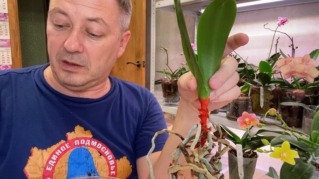 ОРХИДЕЯ НЕ ЖИЛЕЦ / вечерний полив орхидей смотреть онлайн