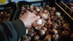 Выгонка тюльпанов начинается, луковицы пришли! 9гр охлаждение