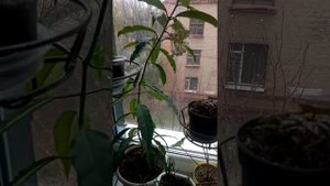 Комнатные цветы.Хойя "Мультифлора".Особенности посадки,роста растения.