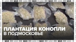 Полиция обнаружила плантацию конопли в Подмосковье - Москва 24