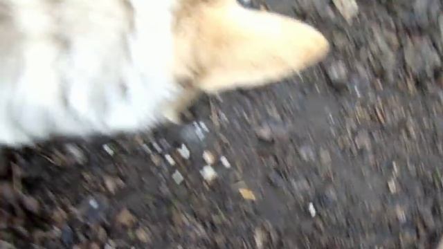 Пошла кормить бездомных щенков и их родителей смотреть онлайн