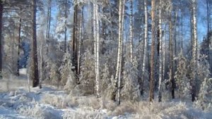Зима Зимние пейзажи Зимний лес