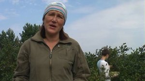 Сколько голубики можно собрать с одного куста