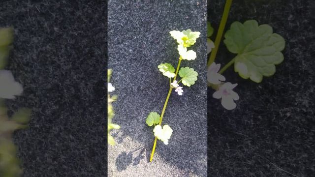 Будра плющевидная и Вероника дубравная отличие, наглядно смотреть онлайн