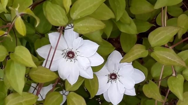 Цветёт белый клематис. Красота без слов. смотреть онлайн