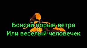 Бонсай порыв ветра или веселый человечек, 😊