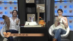 Запись прямого эфира TEST.TV все для животных. Игрушки для кошек.