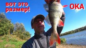 КРУПНЫЙ ОКУНЬ. НОВЫЕ МЕСТА. Рыбалка на СПИННИНГ на ОКЕ в конце сентября.