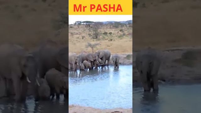 Did the elephants drink the lake?