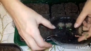 от А до Я шалфей лекарственный и мускатный / от посева семян до сбора урожая