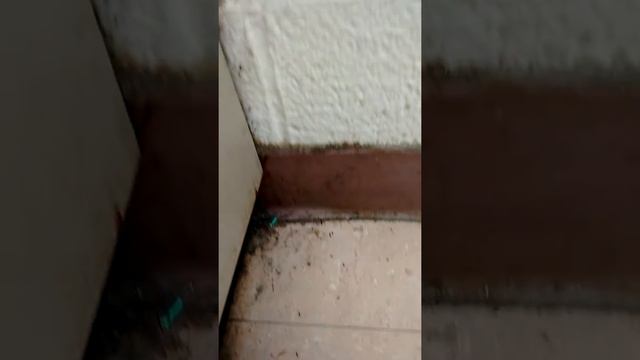 Stink bug vs Ants смотреть онлайн