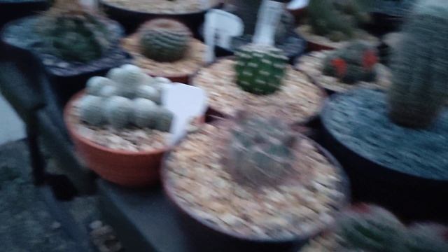 Царица ночи_Вечерний Пятигорск смотреть онлайн